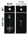 【横浜市立大学】ダイズ種子発生のエピジェネティクス 【横浜市立大学】ダイズ種子発生のエピジェネティクス