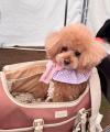 【イベントレポート】Dog Hug Life、横浜開港祭メイン