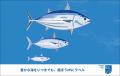 MSCジャパン「豊かな海をいつまでも。選ぼうMSCラベル