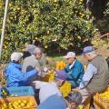 規格外の湘南ゴールドを使用した爽やかなクラフトビー