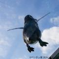 暑い夏に涼を届ける“ペンギン＆金魚”の癒やし作utf-8