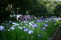【埼玉県狭山市】智光山公園の花菖蒲園が美しい季節へ