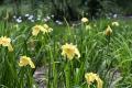 【埼玉県狭山市】智光山公園の花菖蒲園が美しい季節へ