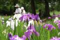 【埼玉県狭山市】智光山公園の花菖蒲園が美しい季節へ