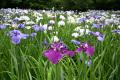 【埼玉県狭山市】智光山公園の花菖蒲園が美しい季節へ
