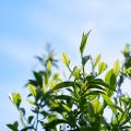 フレッシュな初摘み大和茶の恵みを、あなたの肌へ。夏