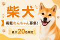 「脱・生成AI」実在のわんこ限定！参加できる出版『犬