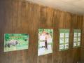 【小学生を大募集】「絶滅危機のボルネオゾウと仲良く