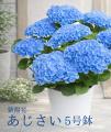 6月限定｜ べあ～君 紫陽花キャンペーン2026開催中！