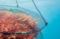 《THE_B期間限定》世界海洋デーに、 “食べて海を守る”