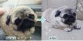 愛犬のかわいい姿を投稿しよう!『シャワーで大変身選 愛犬のかわいい姿を投稿しよう!『シャワーで大変身選