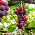 国産ぶどうの恵みで濃く深く潤う肌に 大人肌のための