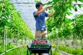 千葉・館山のパッションフルーツ農園『RYO'S FARM』× 千葉・館山のパッションフルーツ農園『RYO'S FARM』×