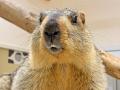屋内型ふれあい動物園「アニタッチ ららぽーと名古屋 屋内型ふれあい動物園「アニタッチ ららぽーと名古屋
