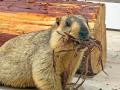 屋内型ふれあい動物園「アニタッチ ららぽーと名古屋 屋内型ふれあい動物園「アニタッチ ららぽーと名古屋