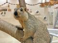 屋内型ふれあい動物園「アニタッチ ららぽーと名古屋 屋内型ふれあい動物園「アニタッチ ららぽーと名古屋