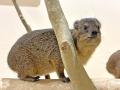 屋内型ふれあい動物園「アニタッチ ららぽーと名古屋 屋内型ふれあい動物園「アニタッチ ららぽーと名古屋