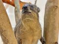 屋内型ふれあい動物園「アニタッチ ららぽーと名古屋 屋内型ふれあい動物園「アニタッチ ららぽーと名古屋