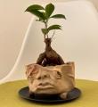 【阪急うめだ本店】「阪急 植物博覧会」6月24日(水)よ