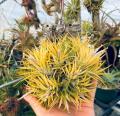 【阪急うめだ本店】「阪急 植物博覧会」6月24日(水)よ