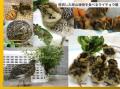 山への恩返しを続けて26年、白馬五竜高山植物園が環境 山への恩返しを続けて26年、白馬五竜高山植物園が環境