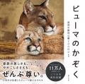 瀕死だった赤ちゃんピューマが元気すぎる美ピューマに
