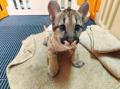 瀕死だった赤ちゃんピューマが元気すぎる美ピューマに
