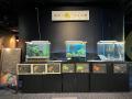雨の日は耳をすませて 四国水族館で「梅雨に鳴くカエ