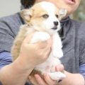ペットウェルネスプラットフォームのペトコト、保護犬 ペットウェルネスプラットフォームのペトコト、保護犬