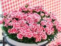母の日ギフト提案が好評 デュメンオレンジ、千葉パッ