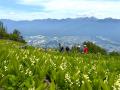 盗掘・食害・気候変動で絶滅危惧 “幻の花”アツモリソ 盗掘・食害・気候変動で絶滅危惧 “幻の花”アツモリソ