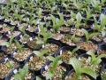 盗掘・食害・気候変動で絶滅危惧 “幻の花”アツモリソ 盗掘・食害・気候変動で絶滅危惧 “幻の花”アツモリソ