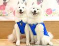 SNS累計数億再生の