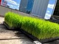 今年が最後の米作り！自社ビル屋上「白鶴銀座天空農園