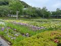 千葉県内有数の規模!約1万5千株が初夏を彩る「袖ケ浦 千葉県内有数の規模!約1万5千株が初夏を彩る「袖ケ浦