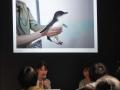 北海道で唯一*の常設展示、“世界一小さなペンギン”の
