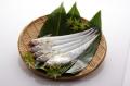 【佐賀市】幻の魚「えつ」の魅力を未来へつなぐ