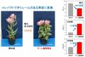 ゲノム編集技術を用いてトルコギキョウを鉢花に適した ゲノム編集技術を用いてトルコギキョウを鉢花に適した
