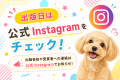 うちのポメラニアンの写真が本として出版される!犬種 うちのポメラニアンの写真が本として出版される!犬種