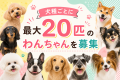 うちのポメラニアンの写真が本として出版される!犬種 うちのポメラニアンの写真が本として出版される!犬種
