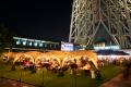 東京スカイツリータウン(R)夏休みイベント2026 開催! 東京スカイツリータウン(R)夏休みイベント2026 開催!