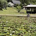 【飛騨高山・岐阜県高山市】大谷しだれ桜公園のスイレ