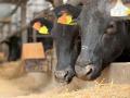 ふらの和牛を中心とした北海道食材を堪能できる「ア・