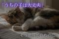 愛猫の健康を見守る新習慣!特許出願済み猫尿健康チェ 愛猫の健康を見守る新習慣!特許出願済み猫尿健康チェ