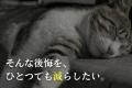 愛猫の健康を見守る新習慣!特許出願済み猫尿健康チェ 愛猫の健康を見守る新習慣!特許出願済み猫尿健康チェ