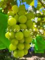 猛暑の夏もお家で手軽に勝沼ぶどうを味わえる！希少品