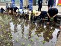 銀座育ちの酒米で造った“純米大吟醸酒”白鶴から40本限