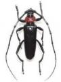 【埼玉県】「クビアカツヤカミキリ発見大調査2026」ス 【埼玉県】「クビアカツヤカミキリ発見大調査2026」ス