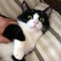 愛犬・愛猫が本になる