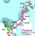 リボソームのトンネルの詰まりを解消するメカニズムの リボソームのトンネルの詰まりを解消するメカニズムの